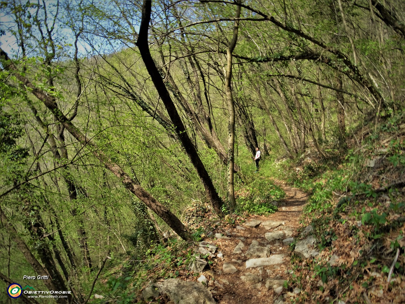 65 Nel bosco di carpini neri che stanno rinverdendo.JPG